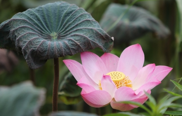 Большой цветок розового лотоса с листом