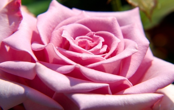 Крупная розовая роза вблизи