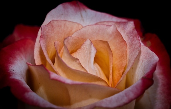 Большой розовый цветок розы на черном фоне