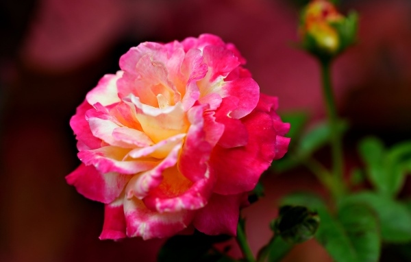 Крупная розовая роза с бутоном