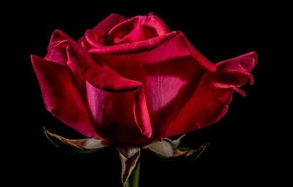 Большая красная роза крупным планом на черном фоне