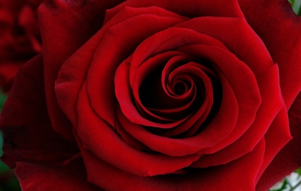 Крупные алые лепестки розы