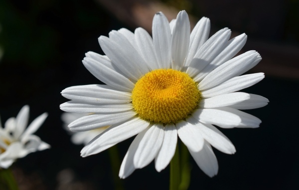 Крупная белая ромашка вблизи