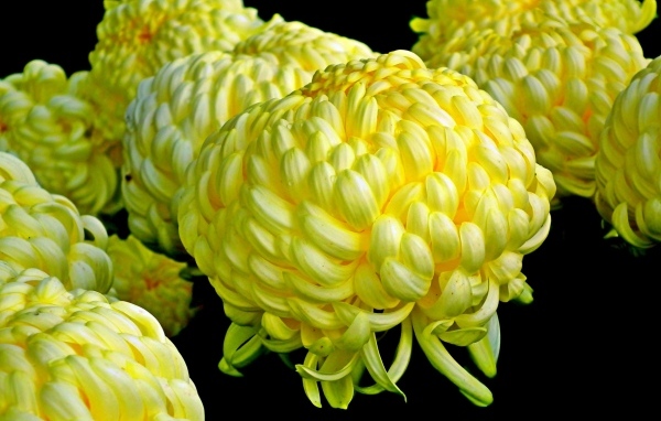 Большие желтые цветы хризантемы на черном фоне