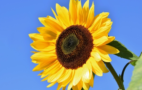 Большой цветок желтого подсолнуха на голубом фоне