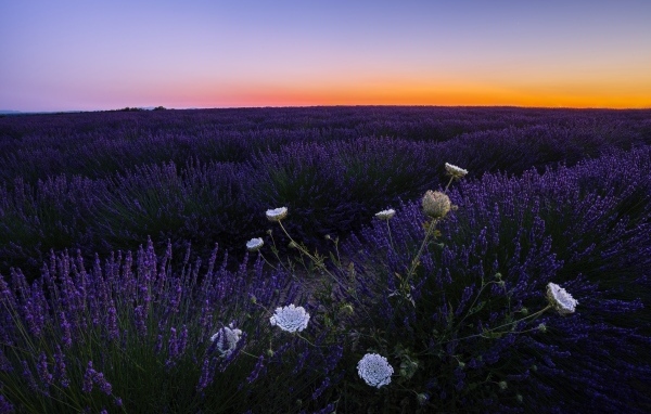 Лавандовое поле на закате солнца
