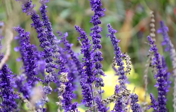 Цветы лаванды на поле 