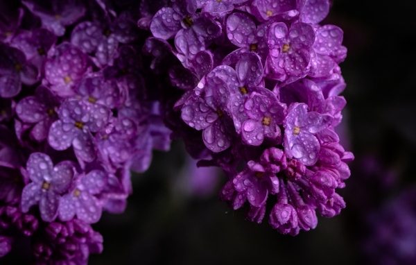 Цветы сирени в каплях росы крупным планом