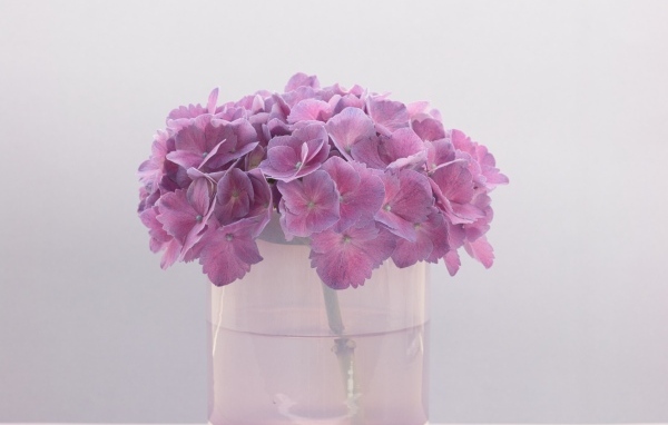 Сиреневые цветы гортензии в вазе