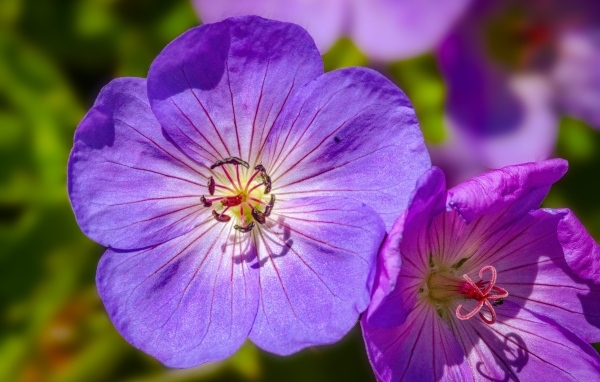 Сиреневые цветы флокса крупным планом