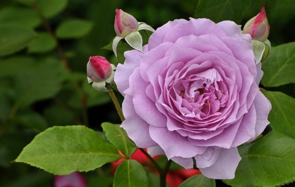 Сиреневая роза с бутонами крупным планом