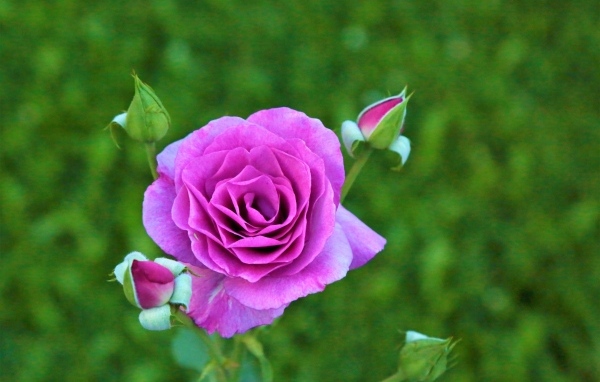 Сиреневая роза с бутонами на клумбе