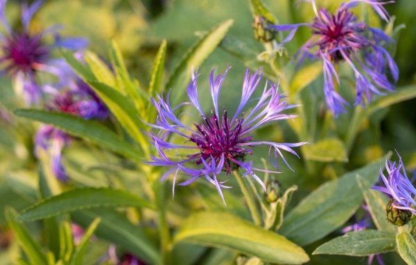 Сиреневые полевые цветы в лучах солнца