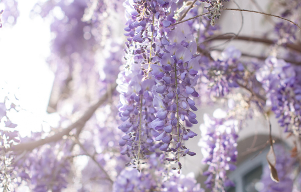 Сиреневые цветы глициния на ветках