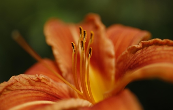 Серединка и оранжевые лепестки лилии