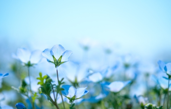 Маленькие синие незабудки на поле 