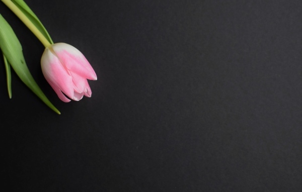 Одинокий розовый тюльпан на сером фоне