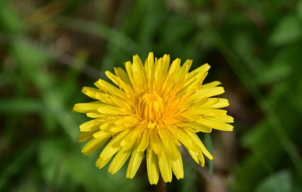 Одинокий желтый одуванчик крупным планом