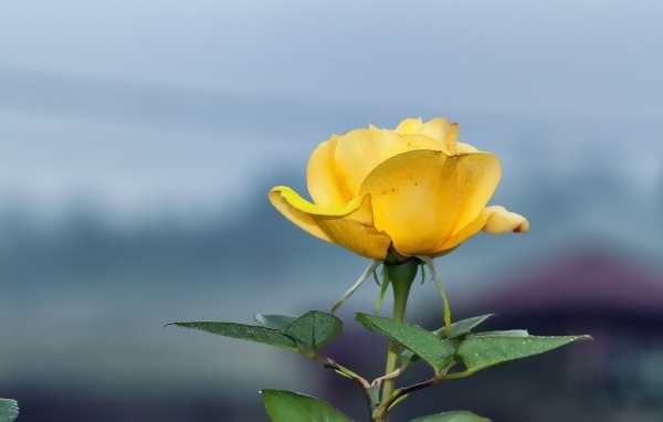 Одинокая желтая роза на сером фоне
