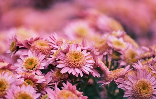 Много красивых розовых цветок хризантемы