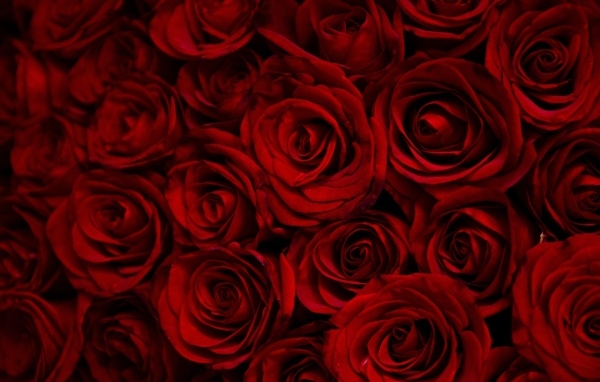 Много больших бордовых роз крупным планом