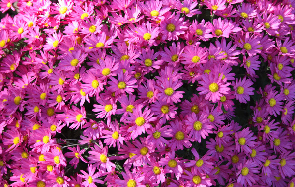 Много розовых цветов хризантемы