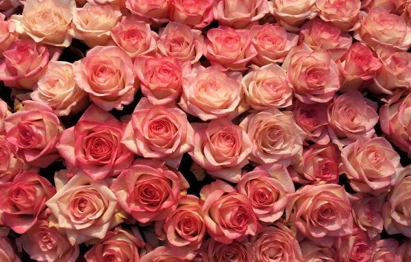 Много розовых роз на фон