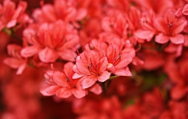 Много красных цветов рододендрона