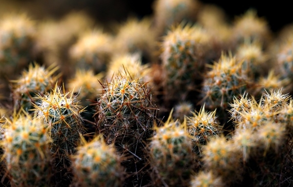 Много маленьких колючих кактусов