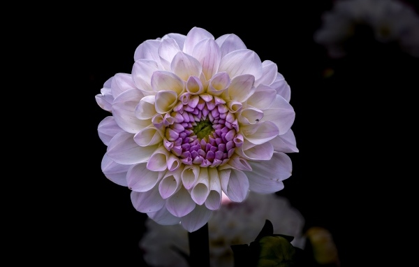 Пышная сиреневая георгина крупным планом