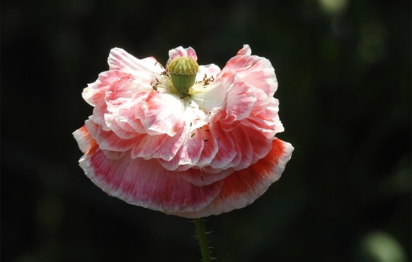 Пышный розовый цветок мака