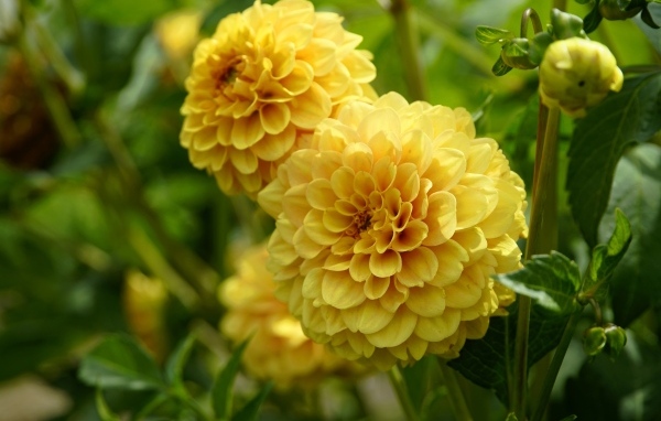 Пышные цветы желтой георгины