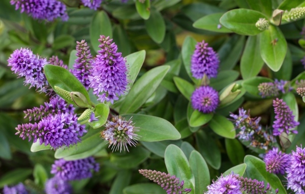 Много красивых сиреневых цветов с зелеными листьями