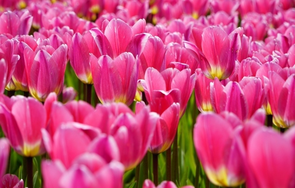 Много красивых розовых тюльпанов на поле