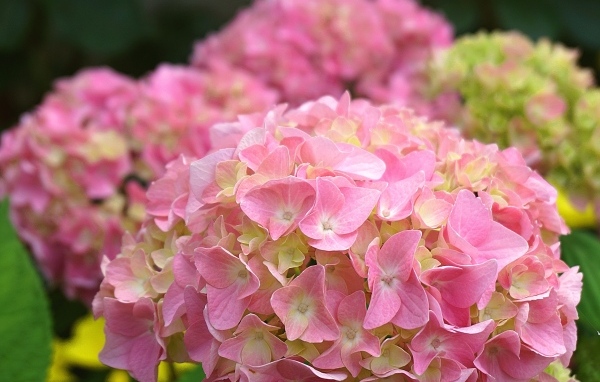 Много розовых крупных цветов гортензии