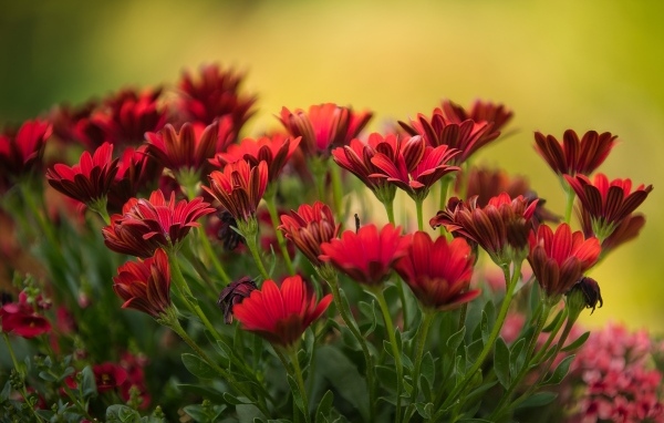 Много красных цветов остеоспермум крупным планом