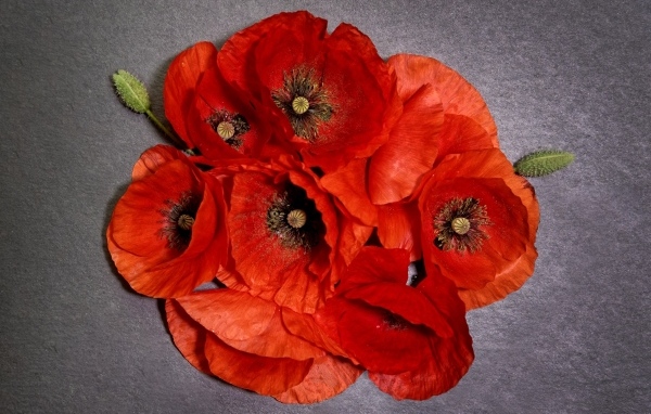 Много красных цветов мака на сером фоне