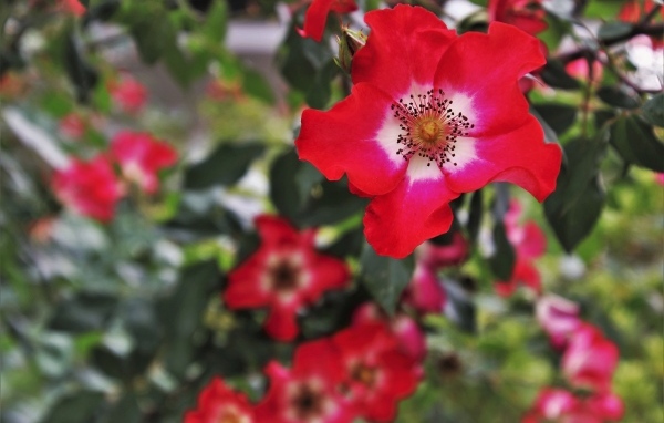 Много красных цветов розы на клумбе