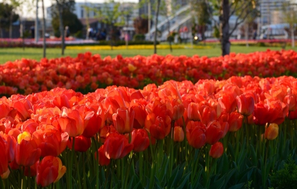 Много красных тюльпанов на клумбе