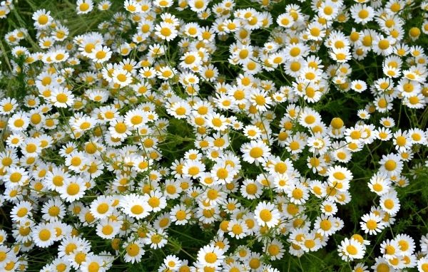 Много мелких цветов лекарственной ромашки