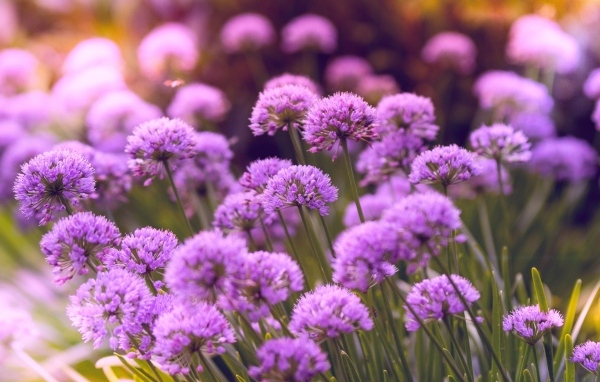 Много маленьких сиреневых цветов в саду