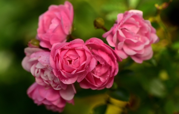 Много маленьких розовых парковых роз