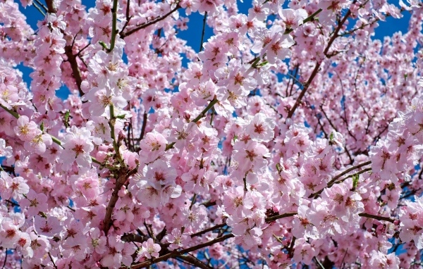 Много мелких розовых цветов персика крупным планом