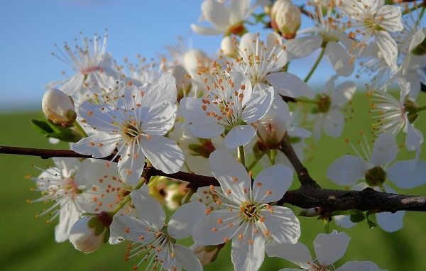 Много белых цветов на ветке вишни в лучах солнца