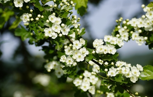 Много белых цветов боярышника на ветке весной