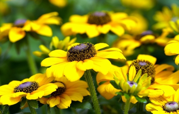 Много желтых садовых цветов рудбекия