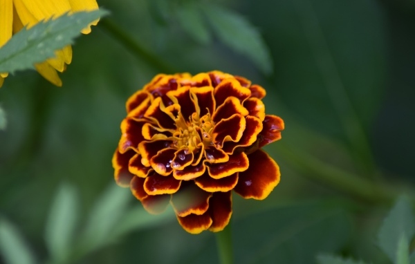 Цветок бархатца крупным планом