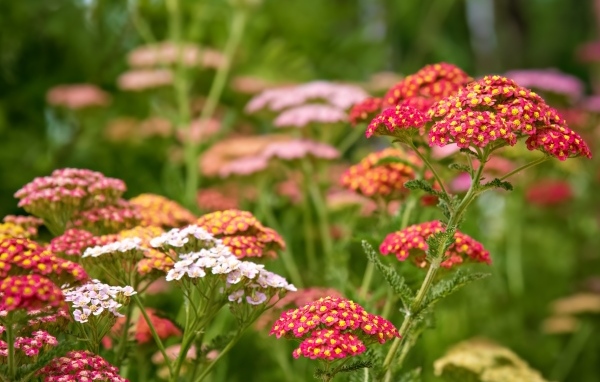 Разноцветные мелкие цветы на клумбе