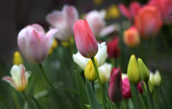 Разноцветные тюльпаны на клумбе