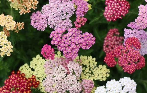 Разноцветные красивые цветы тысячелистника